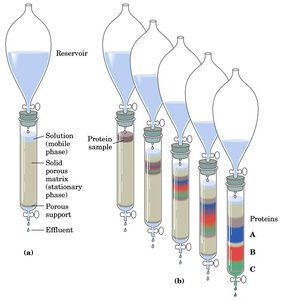 Column chromatography setup