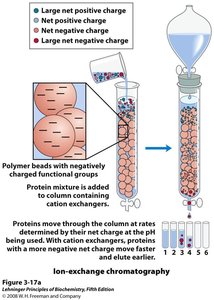 Ion-exchange chromatography process