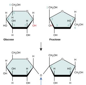 Glycosidic linkage