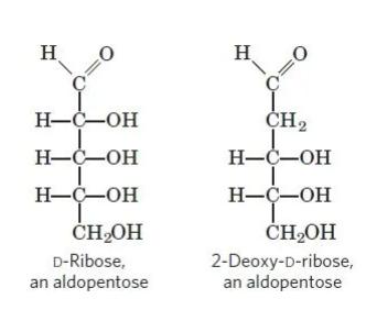 Representative monosaccharides