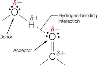 Hydrogen bond between donor and acceptor