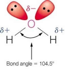 Hydrogen-bond donors and acceptors in water