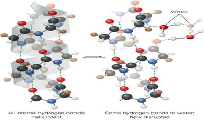 Exchange of internal hydrogen bonds for water hydrogen bonds