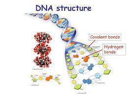 DNA structure showing covalent and hydrogen bonds