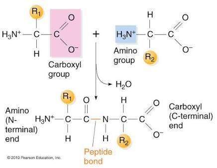 Peptide bond formation between amino acids
