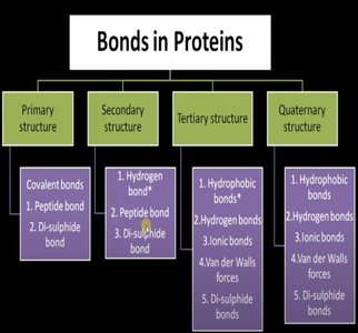 Bonds in proteins at different structural levels
