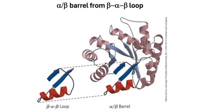 Alpha/beta barrel from beta-alpha-beta loop