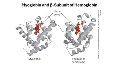 Myoglobin and beta subunit of hemoglobin