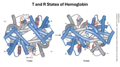 T and R States of Hemoglobin
