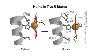 Heme in T vs R States