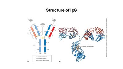Structure of IgG