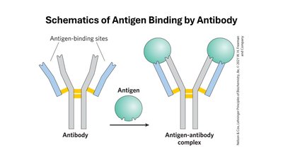 Schematics of Antigen Binding by Antibody