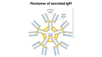 Pentamer of secreted IgM