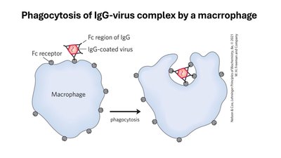 Phagocytosis of IgG-virus complex by a macrophage