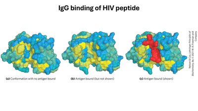 IgG binding of HIV peptide