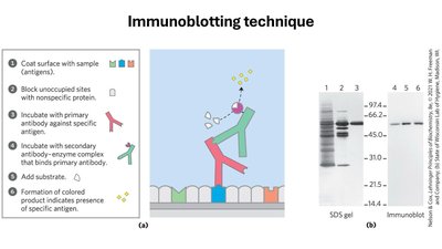 Immunoblotting technique