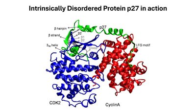 Intrinsically Disordered Protein p27 in action