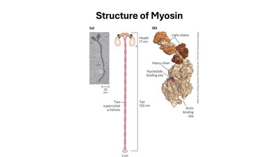 Structure of Myosin