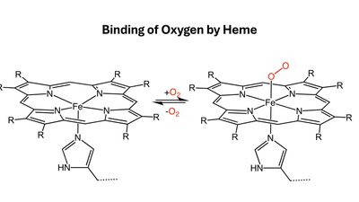 Binding of Oxygen by Heme