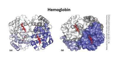 Hemoglobin structure