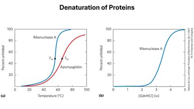 Denaturation of Proteins