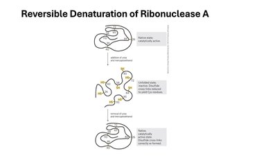 Reversible Denaturation of Ribonuclease A