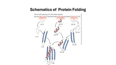 Schematics of Protein Folding