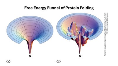 Free Energy Funnel of Protein Folding