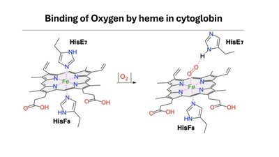 Binding of Oxygen by heme in cytoglobin