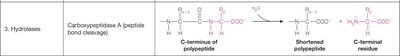 Carboxypeptidase A catalyzed peptide bond cleavage