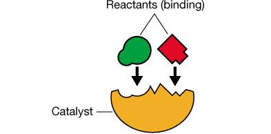 Enzyme-substrate complex and transition state