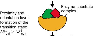 Transition state stabilization by strong binding