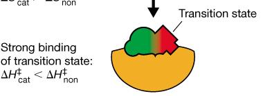 Product release from enzyme