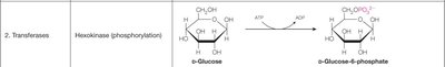 Hexokinase catalyzed phosphorylation of glucose