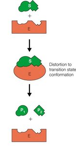 Electrostatic stabilization mechanism