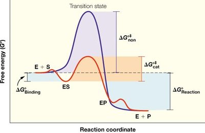Enzyme reaction scheme