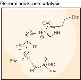 Michaelis-Menten reaction pathway