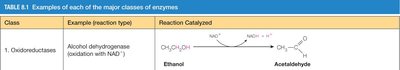 Table of enzyme classes and examples