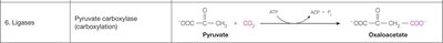 Pyruvate decarboxylase catalyzed decarboxylation
