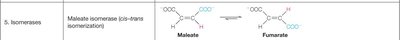 Malate isomerase catalyzed isomerization