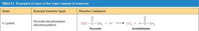 Pyruvate carboxylase catalyzed carboxylation