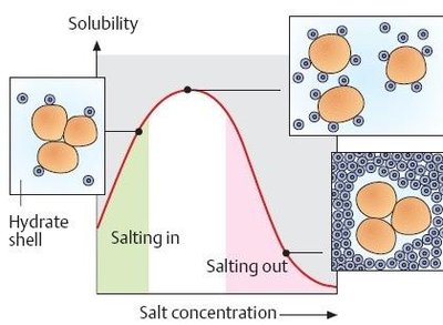 Graph of protein solubility versus salt concentration