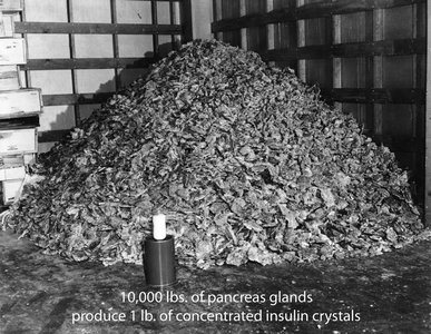 Large pile of pancreas glands used to produce a small amount of insulin