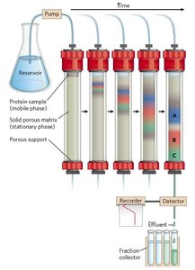 Diagram of column chromatography process