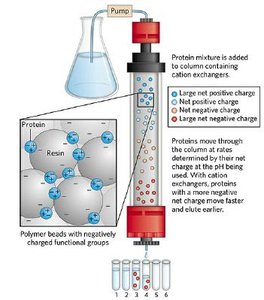 Ion exchange chromatography: cation and anion exchangers