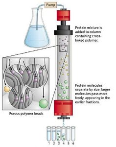 Size exclusion chromatography column