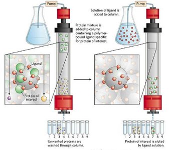 Affinity chromatography column
