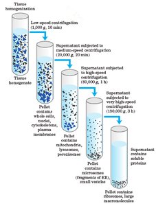 Diagram of differential centrifugation steps