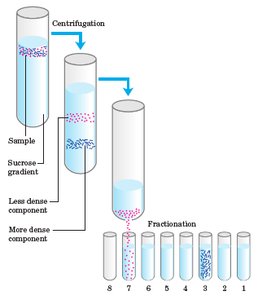 Density gradient centrifugation and fractionation