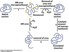 Anfinsen's experiment showing denaturation and renaturation of ribonuclease A